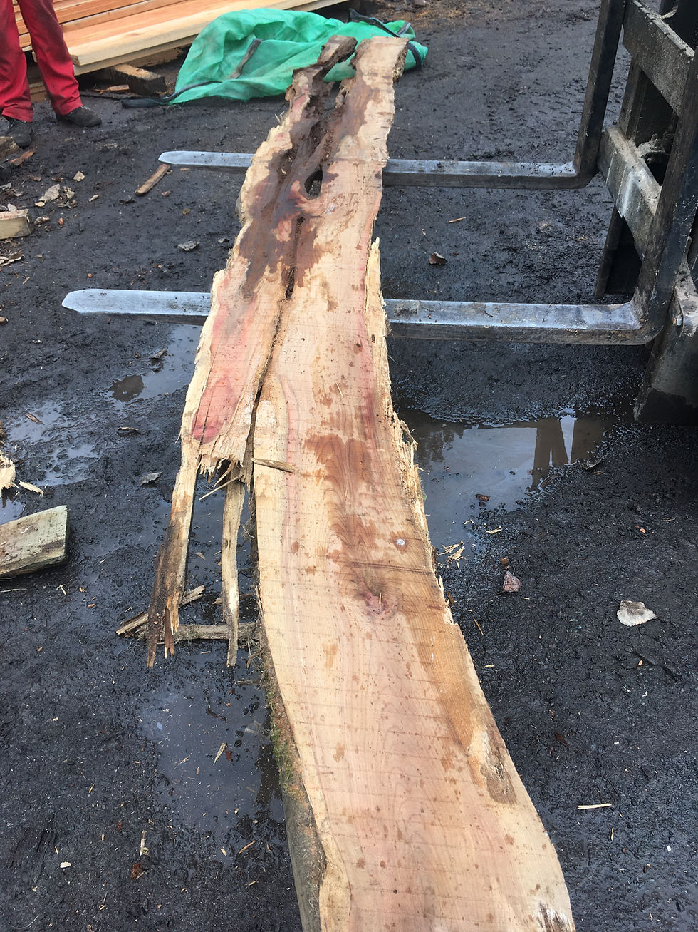 Thumbnail: Yew Slabs