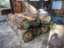 Lawson Cypress
