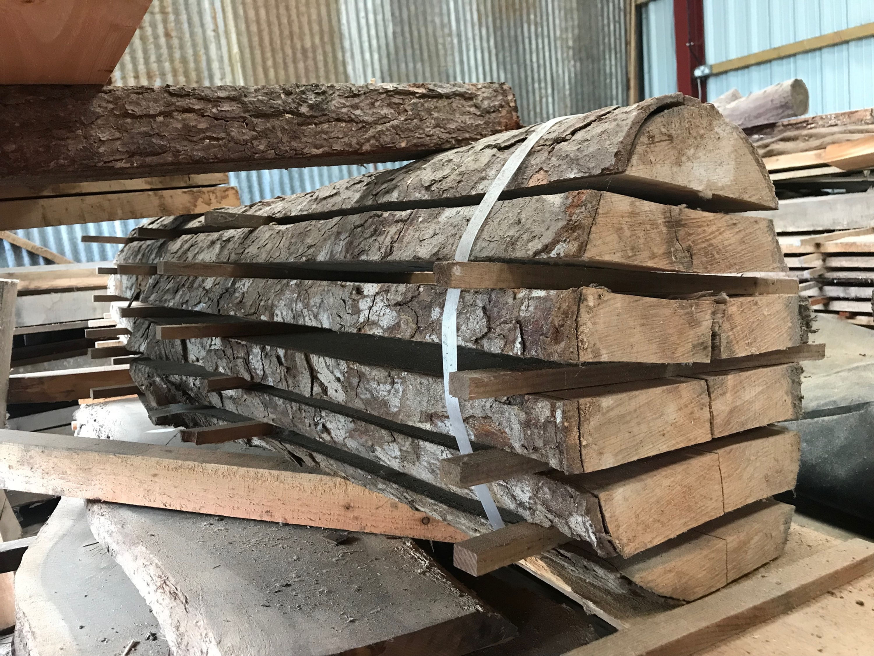 Chilean (Southern) Beech