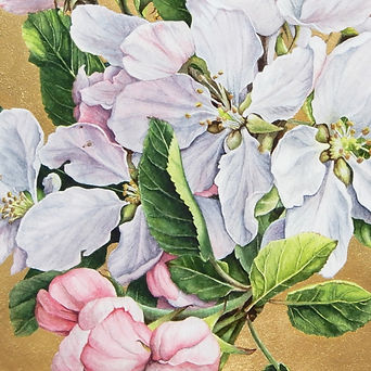 Apple Blossoms detail