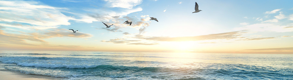 beach birds sea-ocean flying birds.jpg