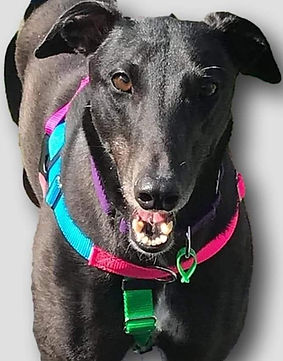 Greyhound Harness