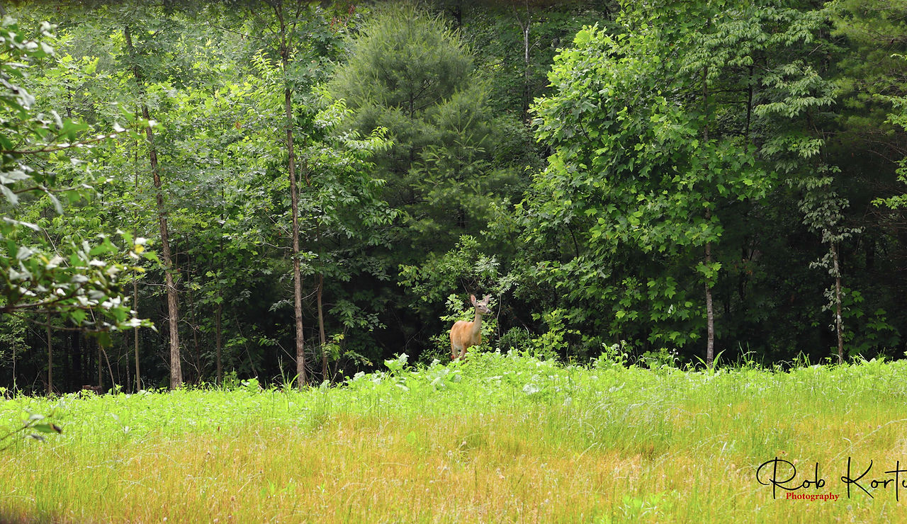 doe in field sig.reduced.jpg