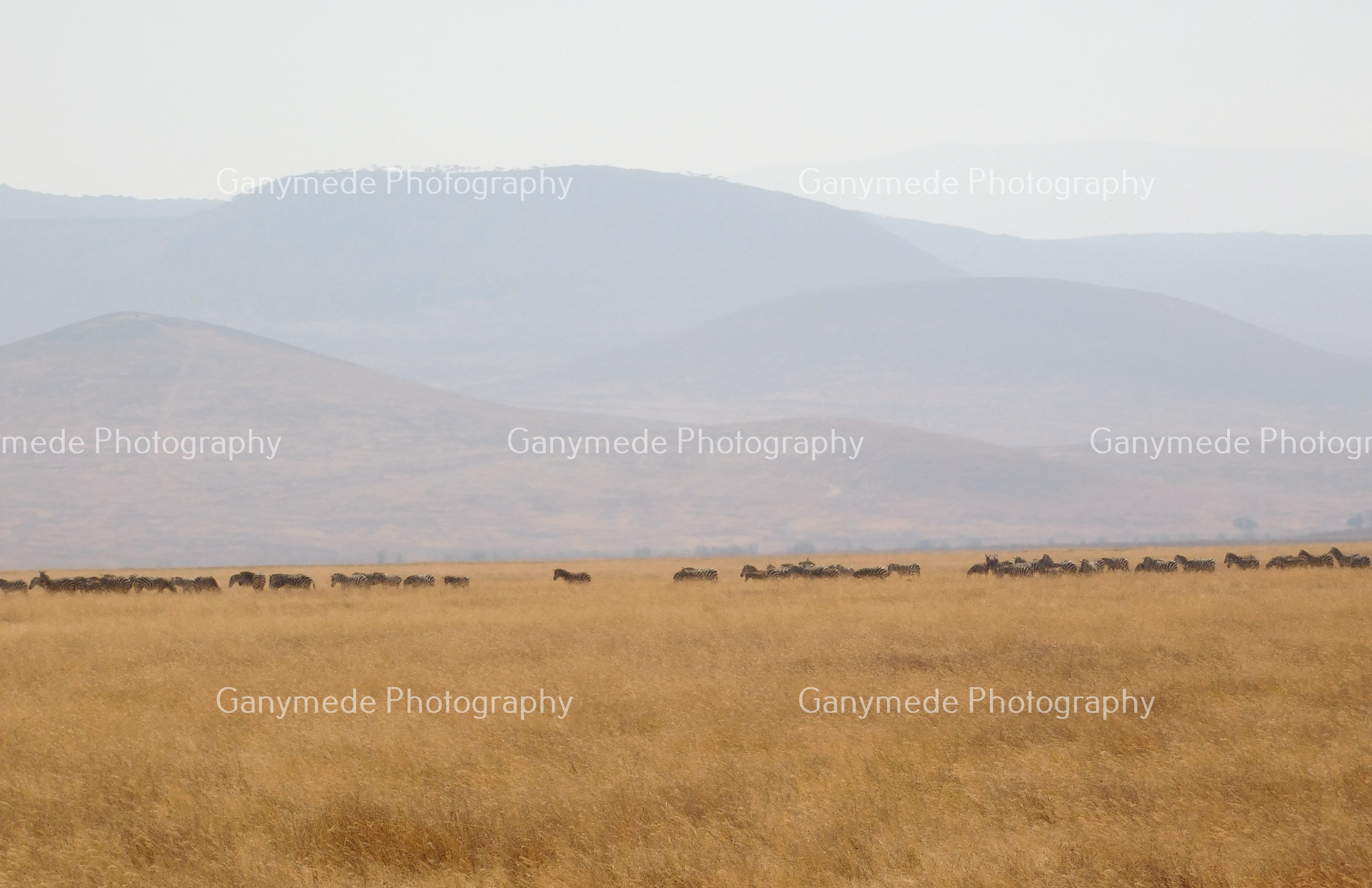 A wildebeest trek in the Ngorongoro Crater, Tanzania