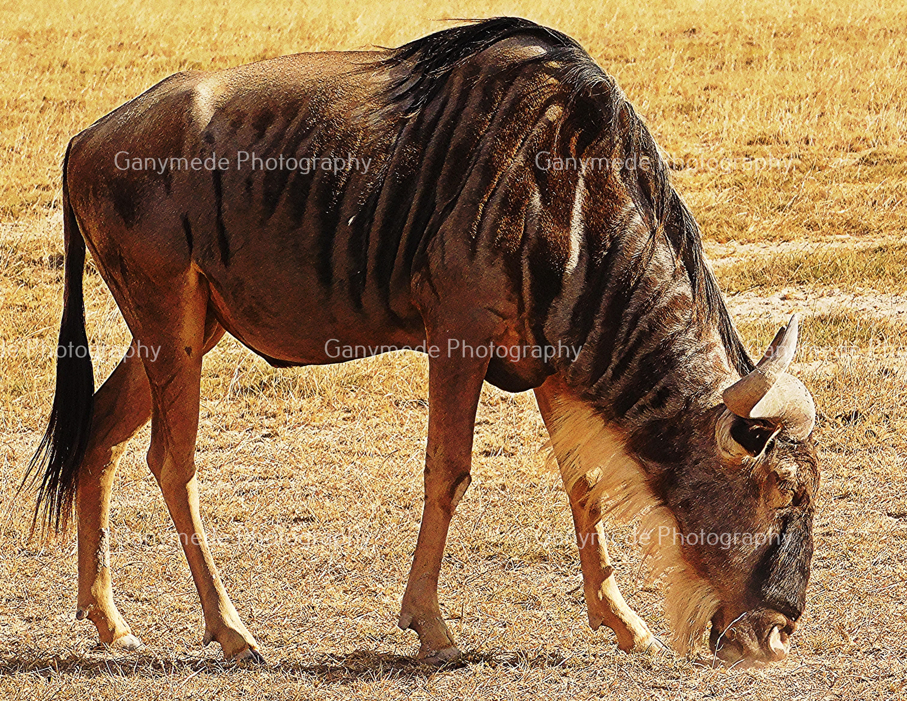 A grazing wildebeest in the Amboseli National Park, Kenya