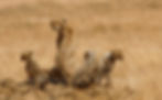 A mother cheetah and her cubs looking out for predators in the Serengeti, Tanzania