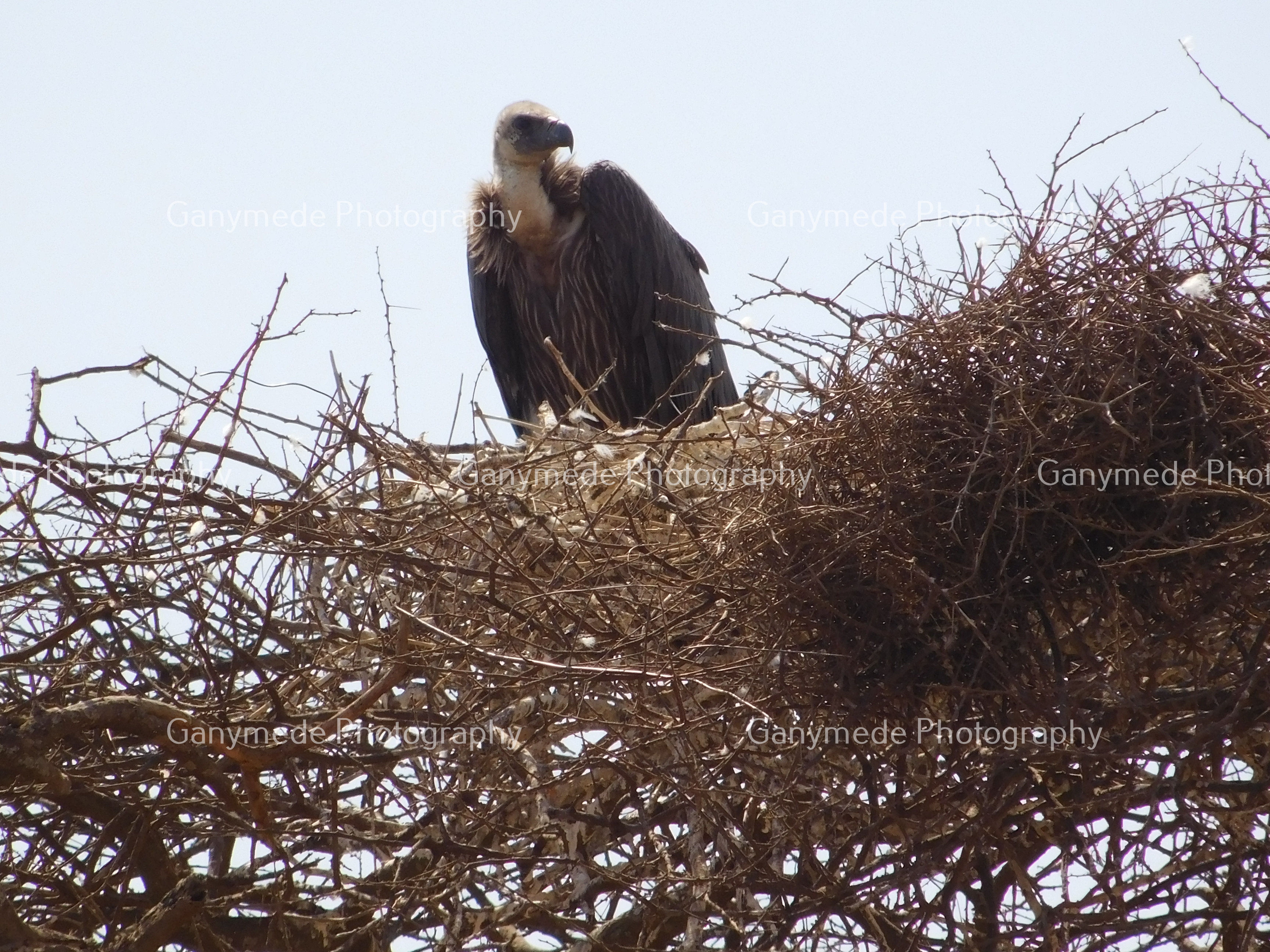 A vulture on an acacia tree in the Amboseli National Park, Kenya