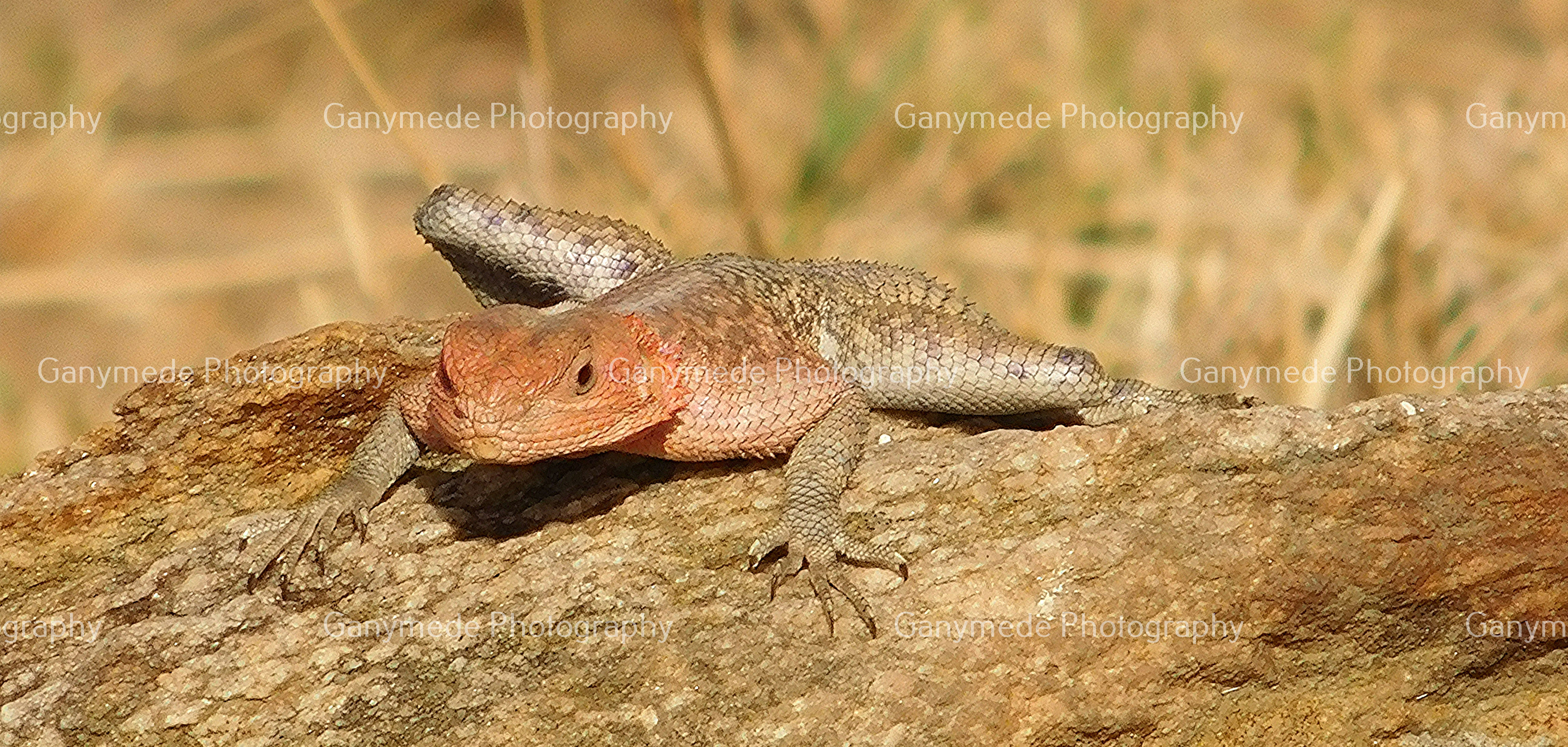 Lizard of the Masai Mara, Kenya