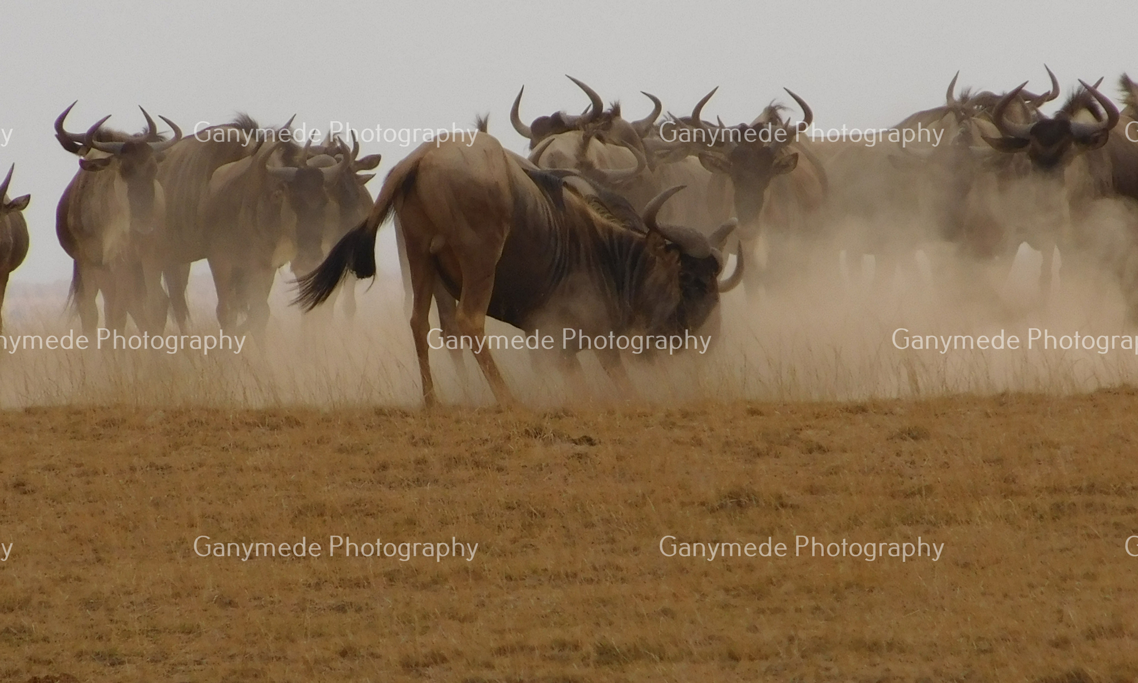 Wildebeest fighting for dominance in the Ngorongoro Crater