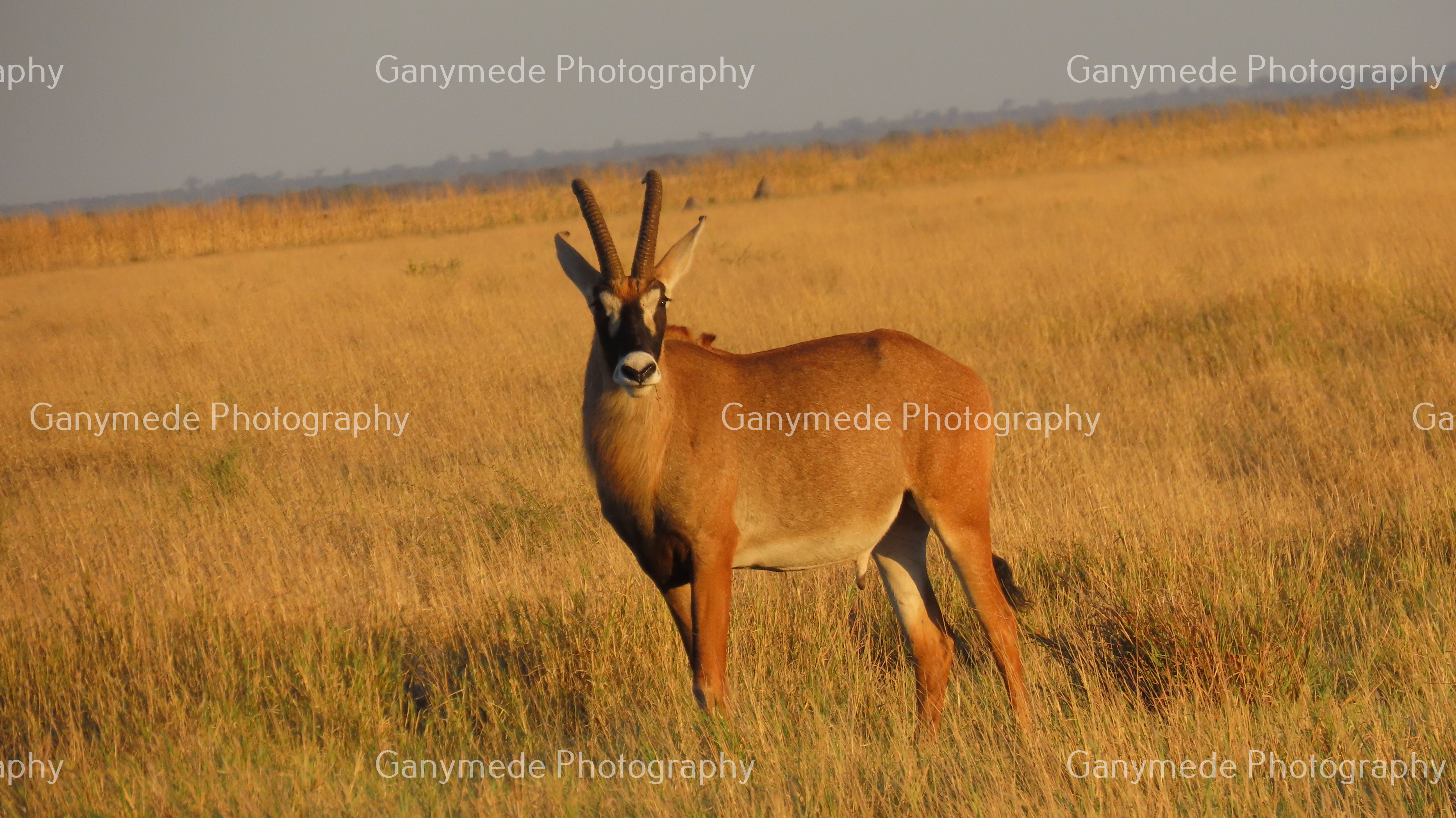 The endangered Roan Antelope