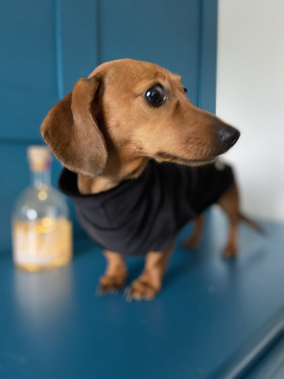 Thumbnail: Dachshund Velvet Stretch Jummy 