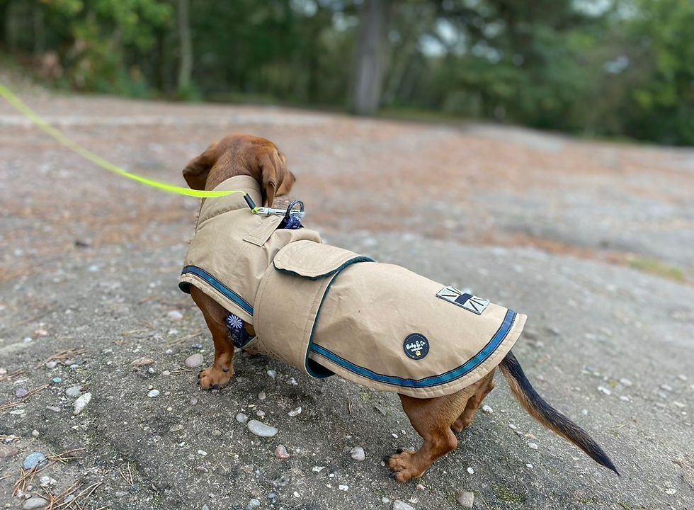 Thumbnail: Dachshund 100% Waterproof Coat 