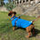 Thumbnail: Dachshund Bright Collection Jummies
