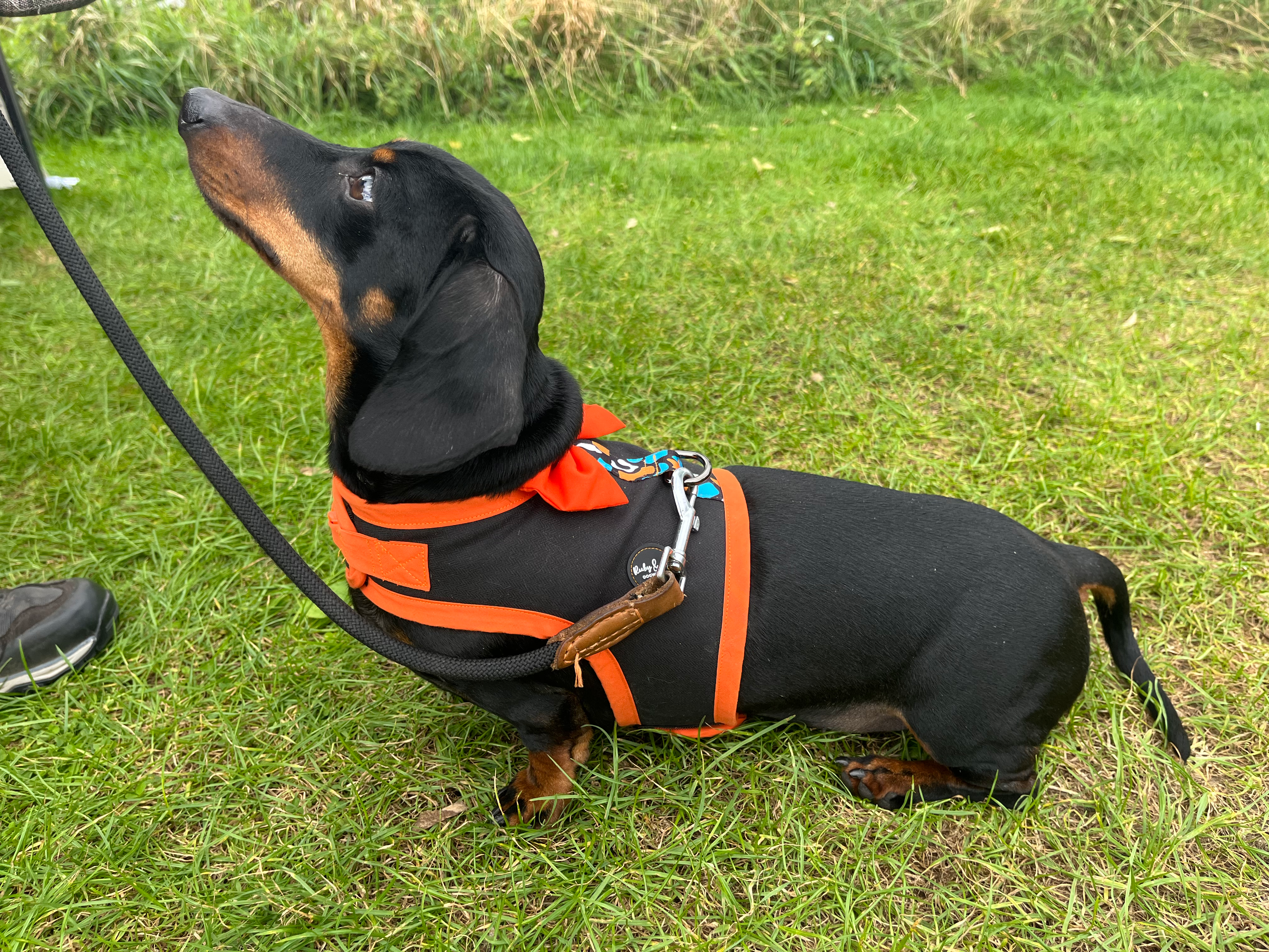 Dachshund Dry Wax Comfort Harness