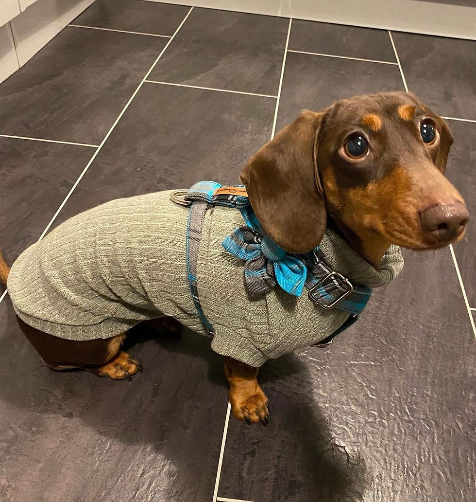 Thumbnail: Dachshund Pastel Jummies