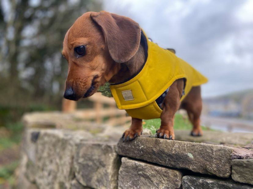 Thumbnail: Dachshund Dry Wax Water Resistant Coat