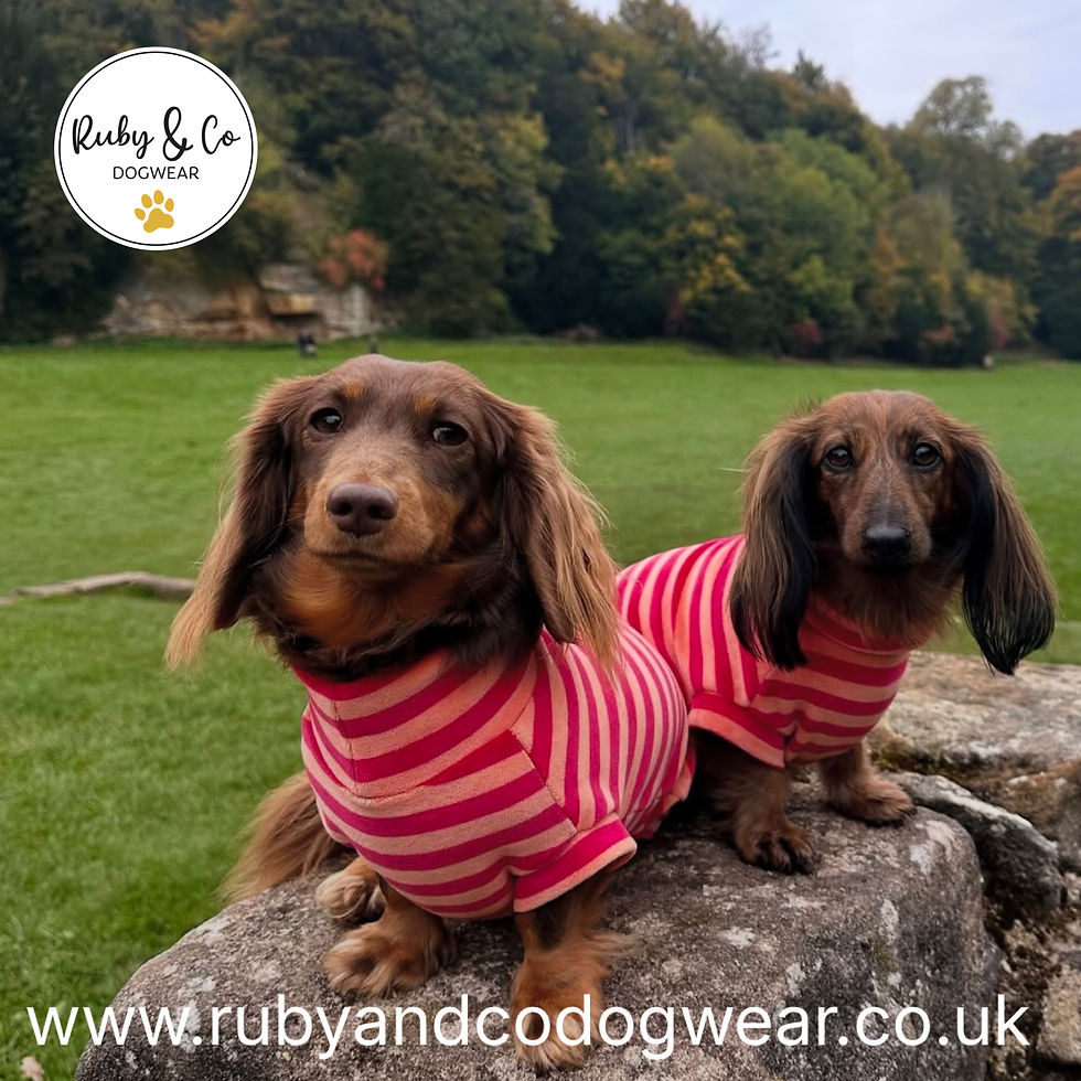 Dachshund Velvet Stretch Jummy