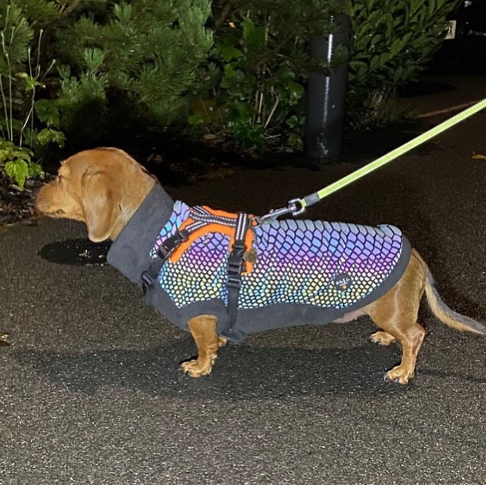 Dachshund Reflective, polar fleece