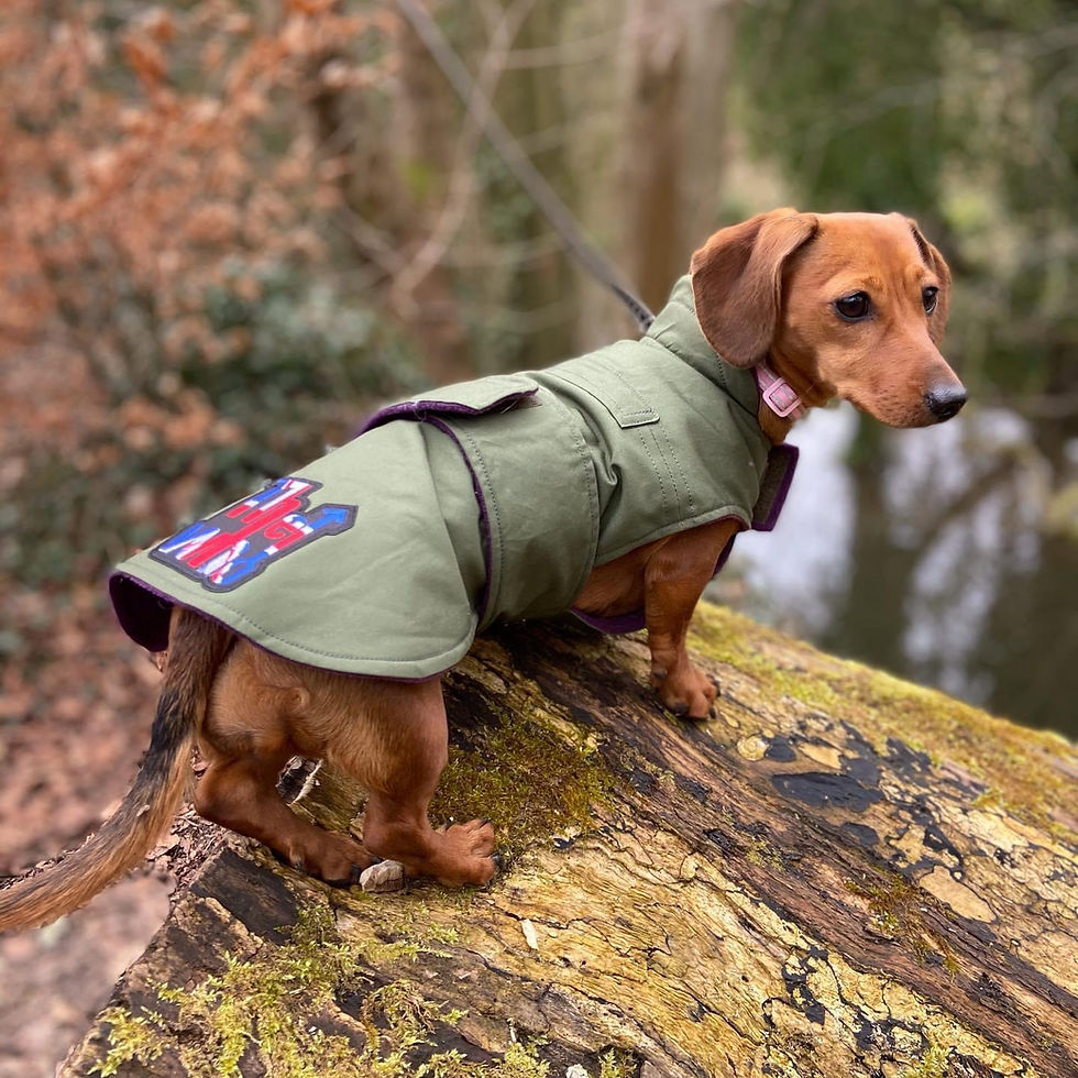 Thumbnail: Dachshund Dry Wax Water Resistant Coat