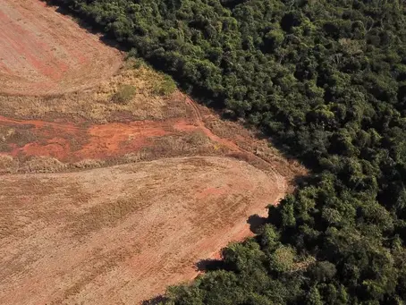 Desmatamento na Amazônia fora de controle