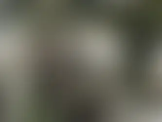 Traição à Zona Franca de Manaus e ao Amazonas