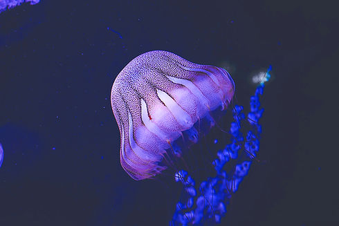 Purple Jellyfish_edited.jpg
