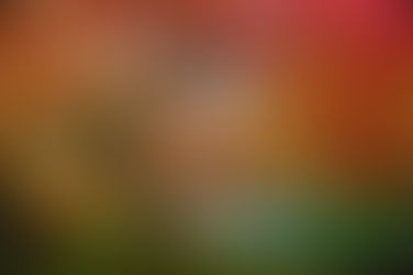 Les arbres - l'union fait la joie 😹