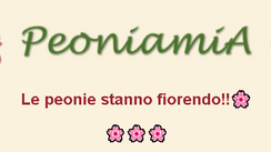 Accorrete, le Peonie stanno fiorendo!!!