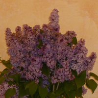 p1010047
