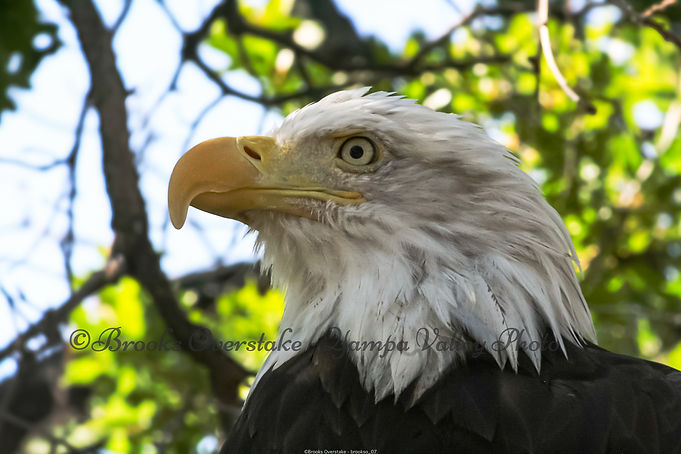 Bald eagle eye_edited.jpg