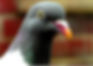 img014_edited.jpg