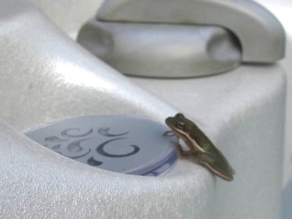 Small green frog perched on a white plastic appliance control knob, with a gray handle in the background.