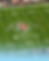 ROSEBOWL COVER 2.png