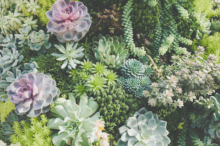 Succulents_edited.jpg
