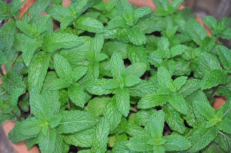 Close up of a mint plant, showing the square structure of the mint leaves.