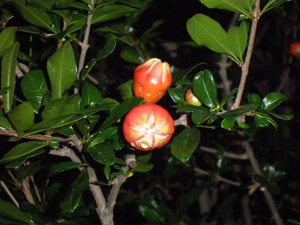 Orange flower buds on an ornamental pomegranate