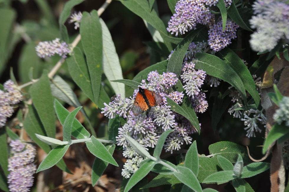 An orange and black butterfly on a bunch of lilac flowers belonging to the Buddleja Salviifolia or Butterfly Bush