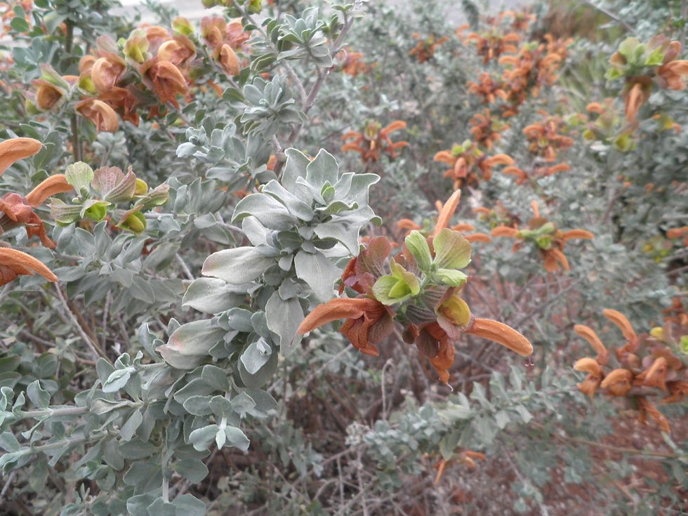Brown flowers and grey-green leaves of the Salvia Africana-lutea or Brown Salvia.