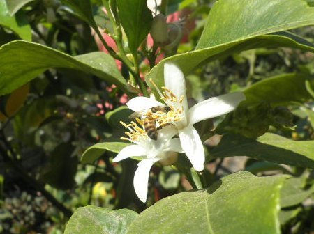 Honeybee collecting pollen from a lemon blossom.