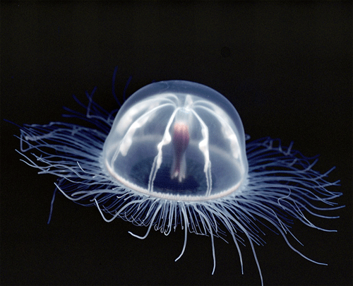 transparent_jellyfish