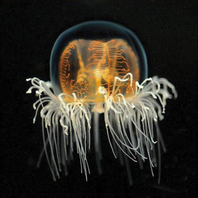 Jellyfish (1)