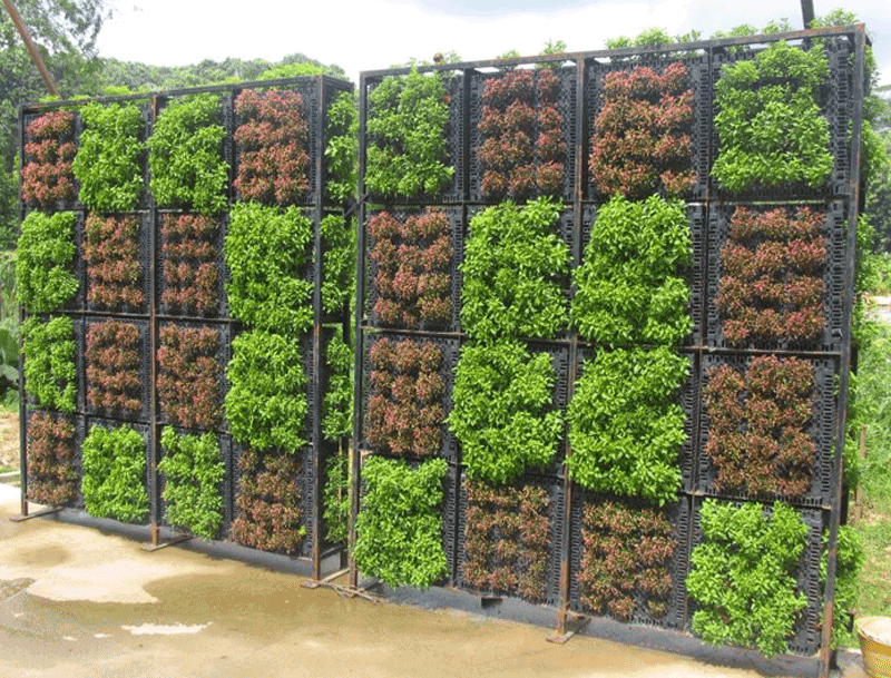 Greenwall-1