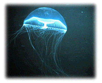 jellyfish