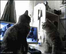giphy