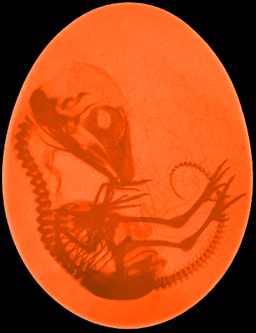 Embryo.png