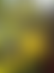 Autumn in the Garden