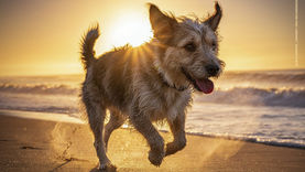 Dub Elements - Feel Alive