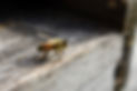 Tampa Bees -Workshop 7.jpg