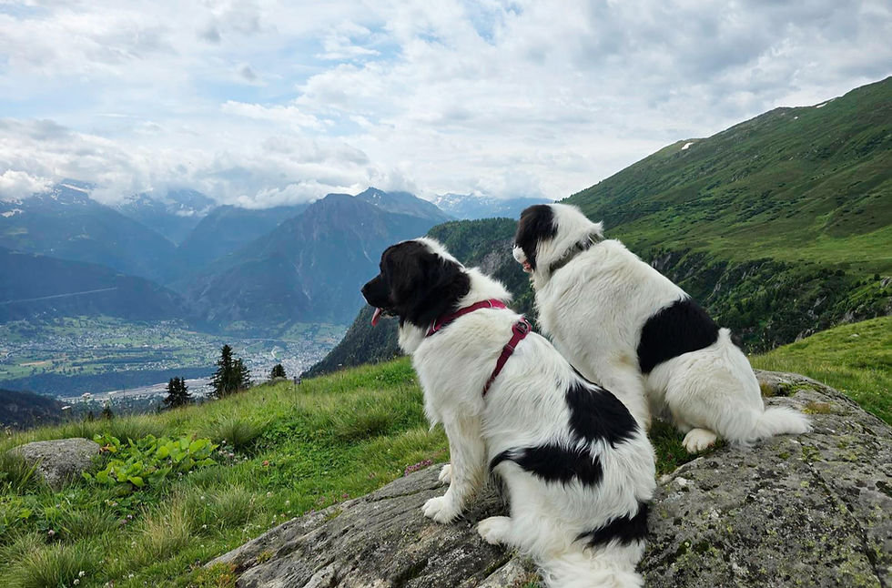 Titelfoto 2 Hunde schauen ins Tal_edited.jpg