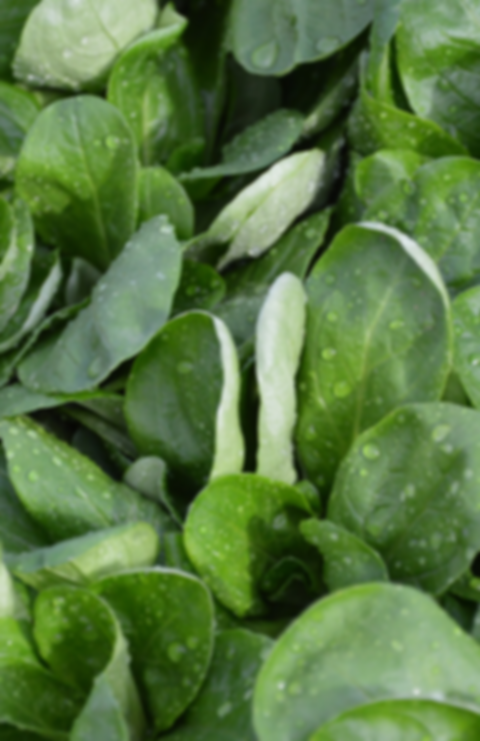 Nutrient Film Technique (NFT) In this system, a thin film of nutrient solution mist over t